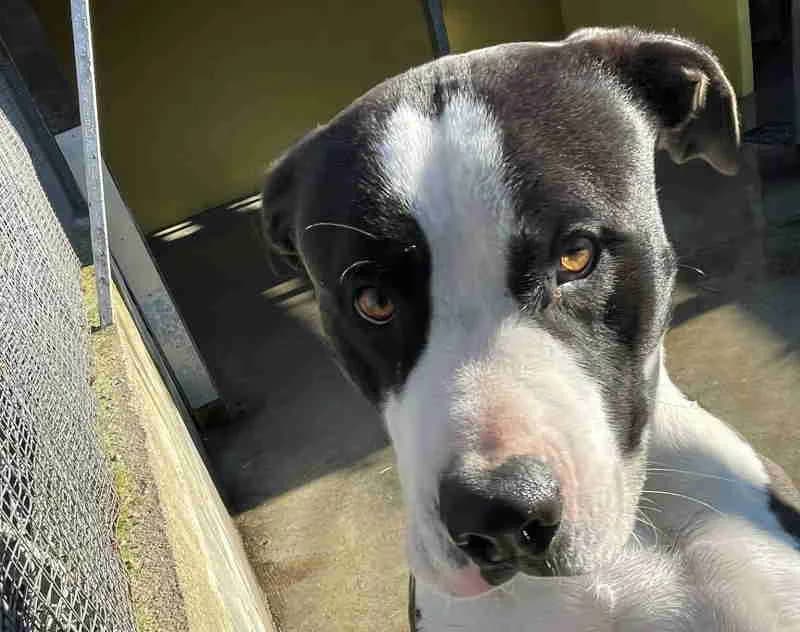 Nando, Bianco/nero male American Staffordshire Terrier for adoption at Il Rifugio del Cane