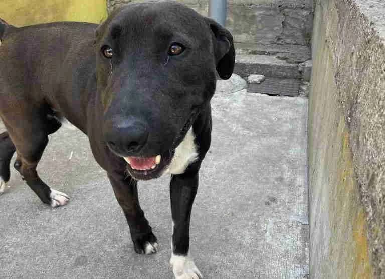 Marshall, Marrone scuro male Bull Terrier for adoption at Il Rifugio del Cane