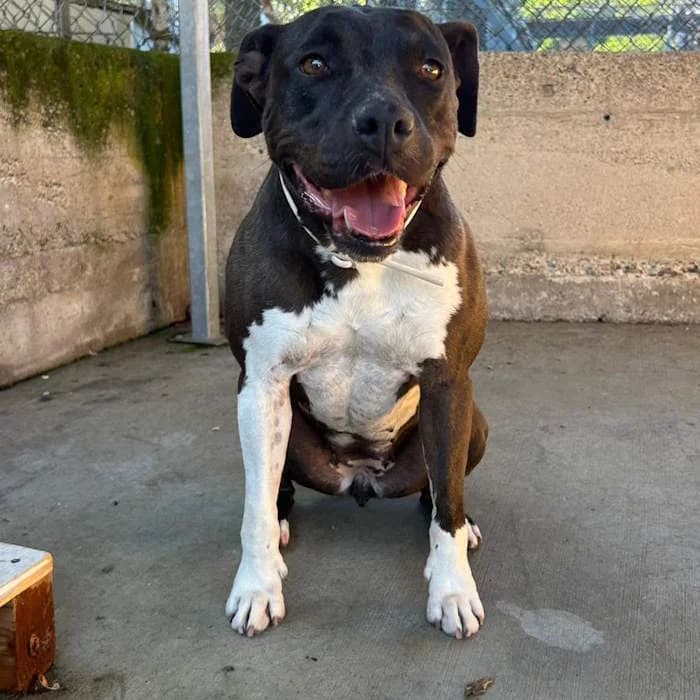 Cora, Nero e Bianco female 7yo Pit Bull Terrier for adoption at Il Rifugio del Cane