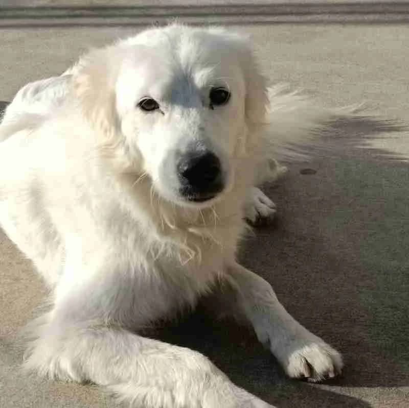 Plum, Bianco/arancio male mixed breed for adoption at Il Rifugio del Cane