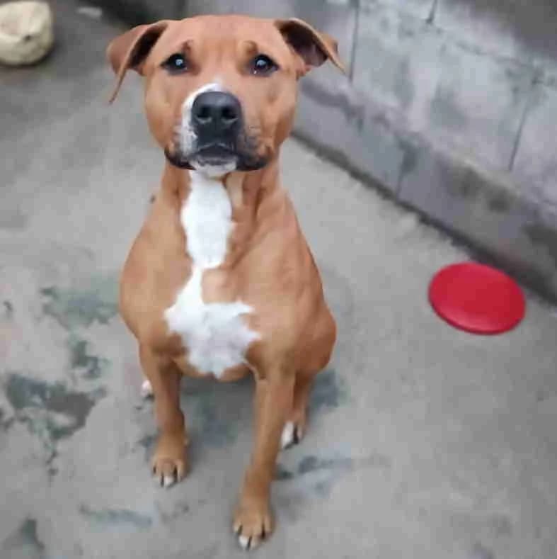 Kira, Marrone chiaro / Bianco female mixed breed for adoption at Il Rifugio del Cane