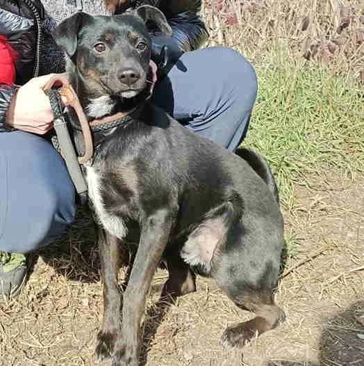 Alvin, Nero male mixed breed for adoption at Il Rifugio del Cane