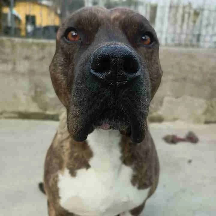 Cane 1493, Tigrato male senior Pit Bull Terrier for adoption at Il Rifugio del Cane