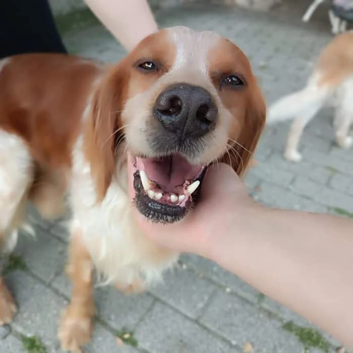 Cane 1493, Tigrato male Pit Bull Terrier for adoption at Il Rifugio del Cane — photo 2 of 4