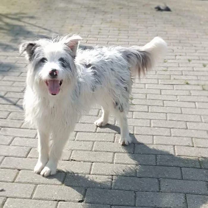 Cane 1493, Tigrato male Pit Bull Terrier for adoption at Il Rifugio del Cane — photo 3 of 4