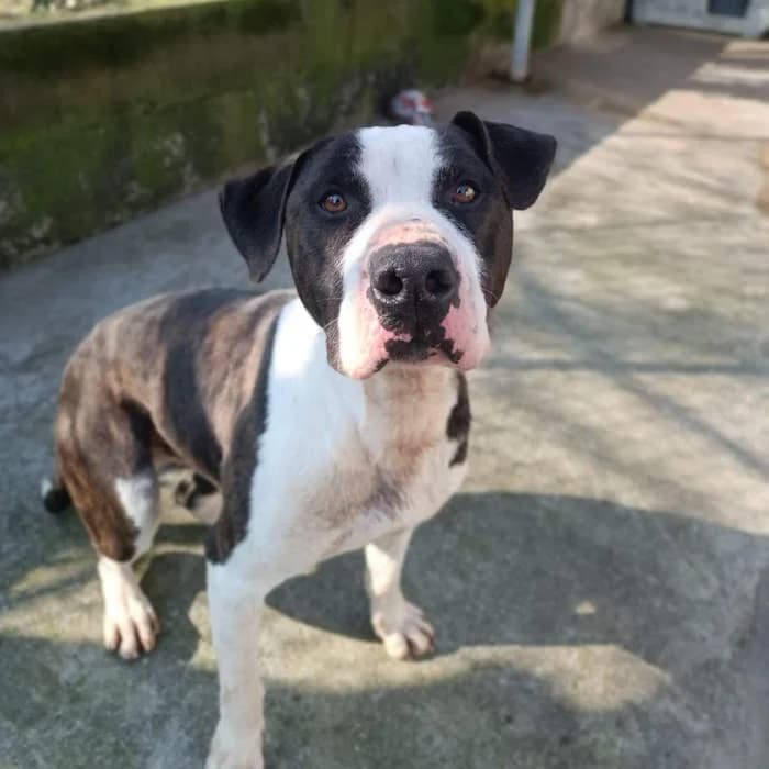 Oki, Bianco/Nero male 7yo mixed breed for adoption at Il Rifugio del Cane