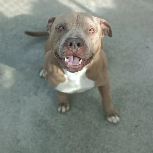Tyson, Bianco/Marrone male senior mixed breed for adoption at Il Rifugio del Cane