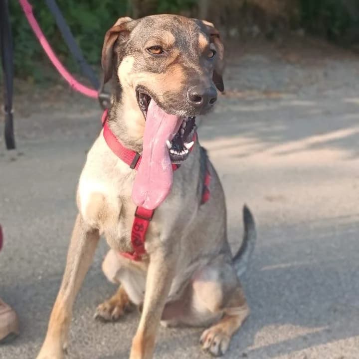 Byron, Marrone chiaro / Bianco male 4yo mixed breed for adoption at Il Rifugio del Cane