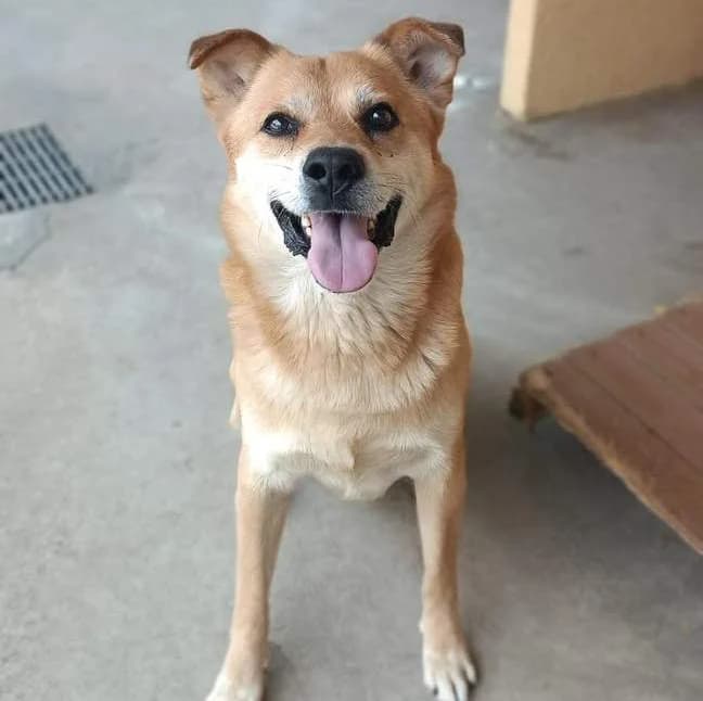 Connor, Fulvo male mixed breed for adoption at Il Rifugio del Cane