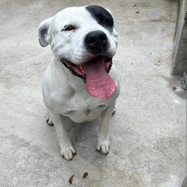 Wed, Bianco e macchia nera male senior American Staffordshire Terrier for adoption at Il Rifugio del Cane