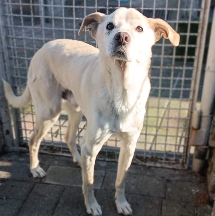 Camel, Miele male mixed breed for adoption at Il Rifugio del Cane