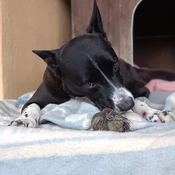 Tommi, Nero focato male 7yo mixed breed for adoption at Il Rifugio del Cane