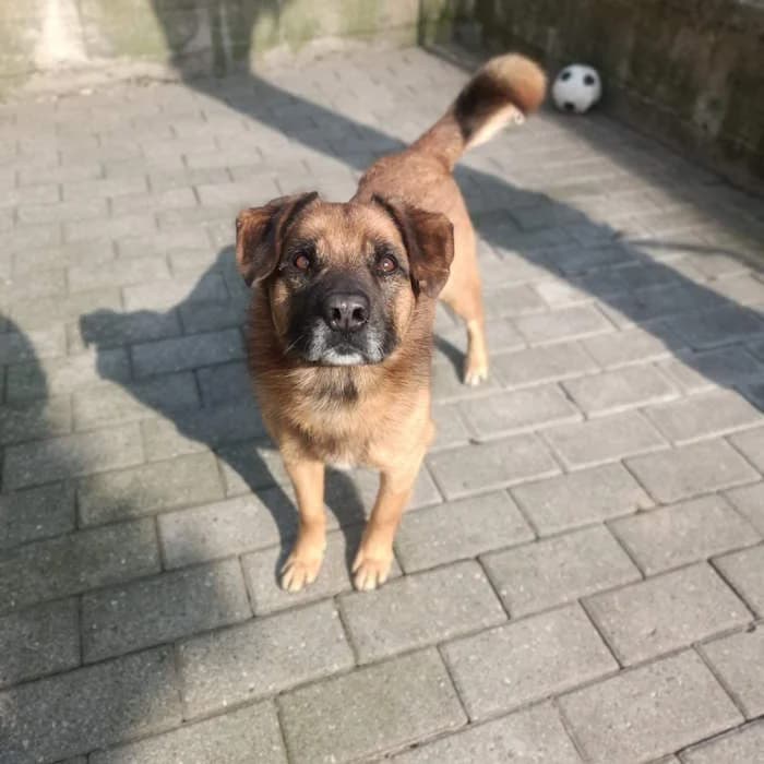 Jack, Marrone Chiaro male 7yo mixed breed for adoption at Il Rifugio del Cane