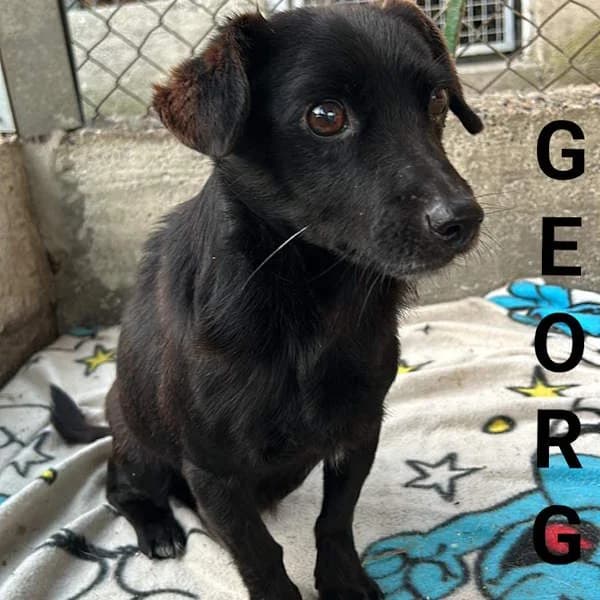 George, Nero male 3yo mixed breed for adoption at Il Rifugio del Cane