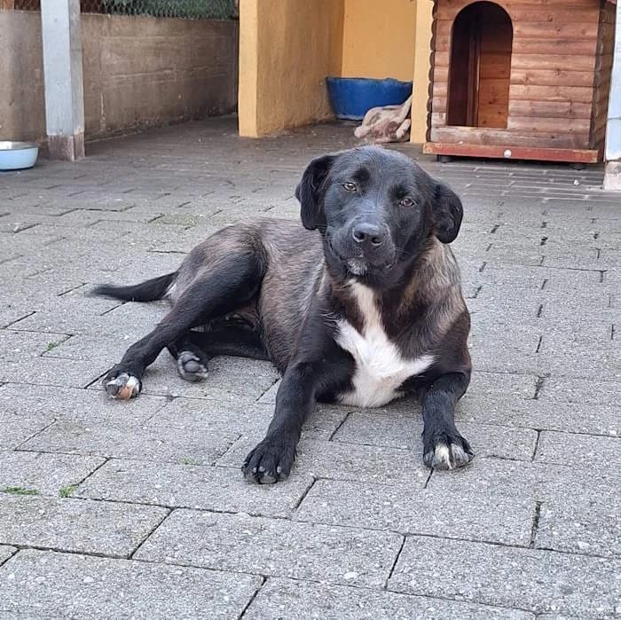 Telma, Nero female mixed breed for adoption at Il Rifugio del Cane
