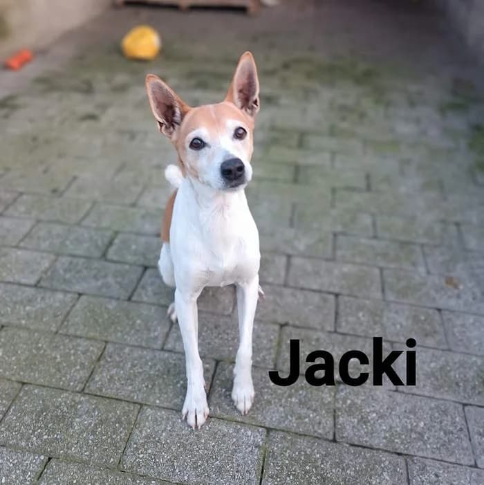 Jacki, Bianco/Arancio male senior mixed breed for adoption at Il Rifugio del Cane