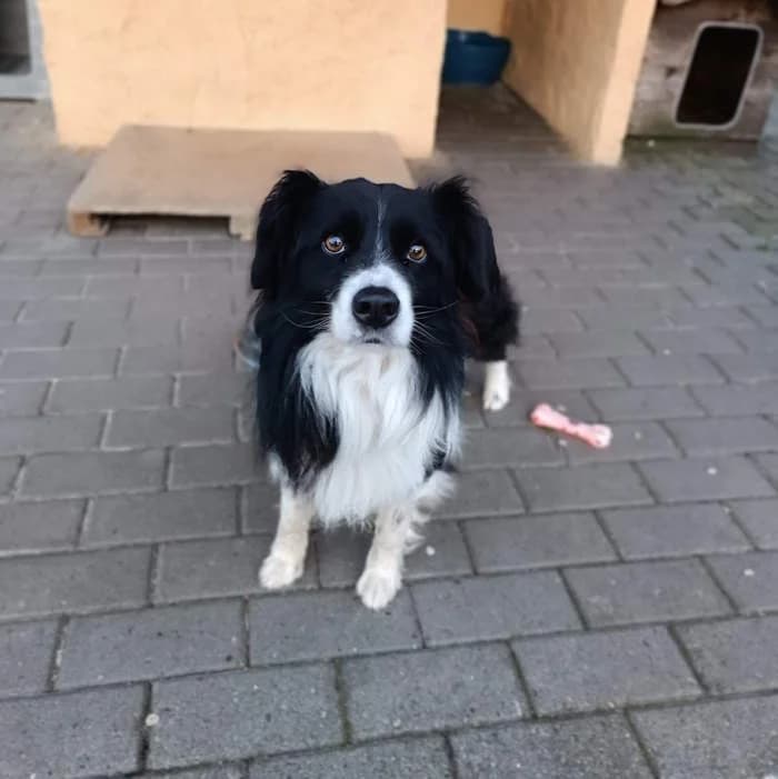 Sunny, Bianco/Nero male 3yo Border Collie for adoption at Il Rifugio del Cane