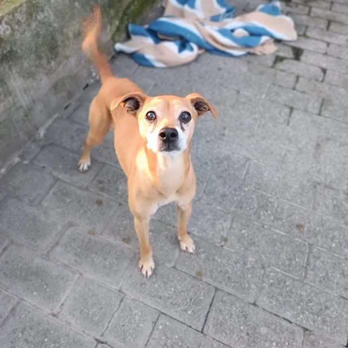 Benny, Marrone Chiaro male 7yo mixed breed for adoption at Il Rifugio del Cane