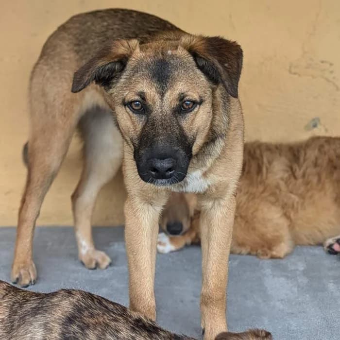 Rosina, Fulvo scuro female young mixed breed for adoption at Il Rifugio del Cane