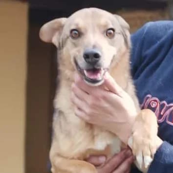 Cognac, Marrone Chiaro male 4yo mixed breed for adoption at Il Rifugio del Cane