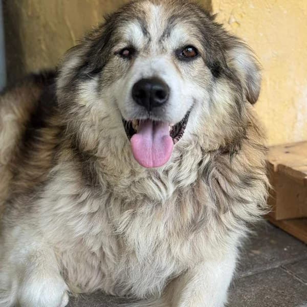 Rex, Tricolore male mixed breed for adoption at Il Rifugio del Cane