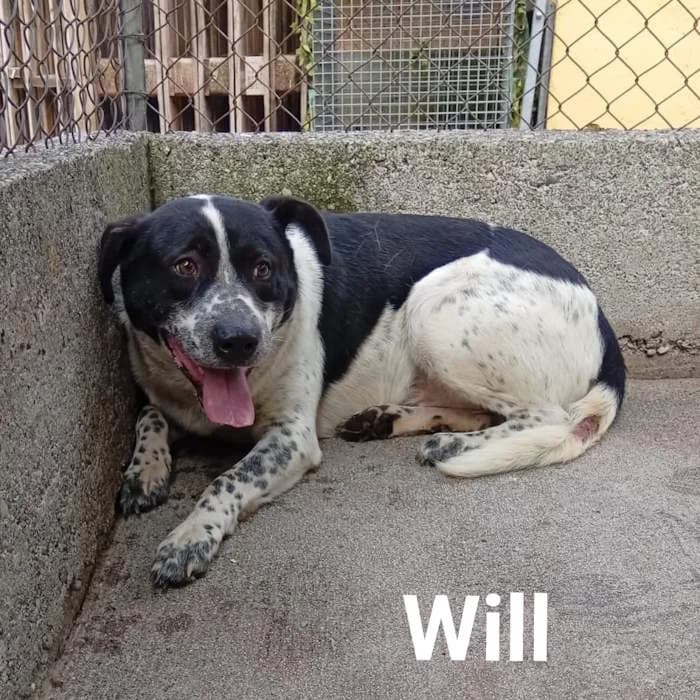Will, Bianco/Nero male 4yo mixed breed for adoption at Il Rifugio del Cane