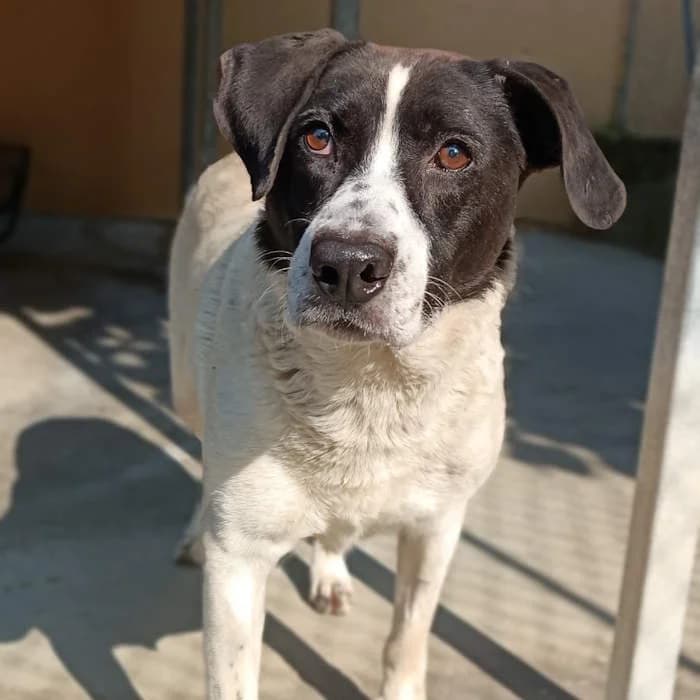 Cumino, Bianco/Nero male mixed breed for adoption at Il Rifugio del Cane