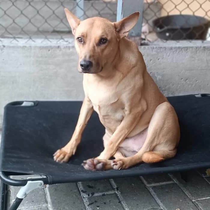 Teo, Fulvo carbonato male mixed breed for adoption at Il Rifugio del Cane