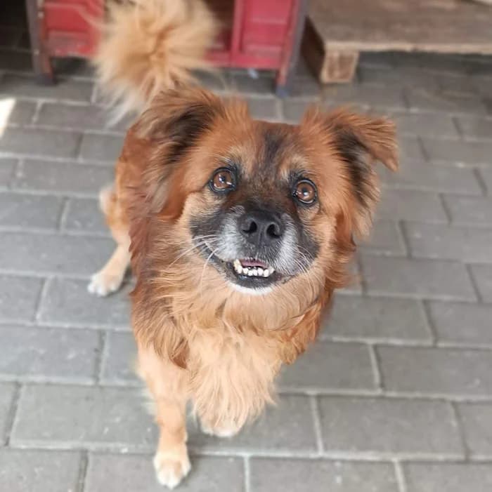 Cane 1797, Fulvo male senior mixed breed for adoption at Il Rifugio del Cane