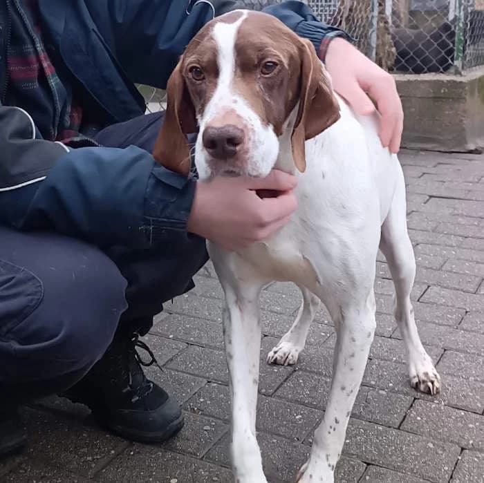 Boris, Bianco/Arancio focato male mixed breed for adoption at Il Rifugio del Cane