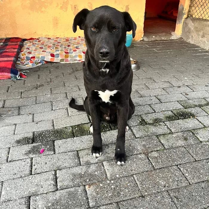 Max, Nero e Bianco male mixed breed for adoption at Il Rifugio del Cane