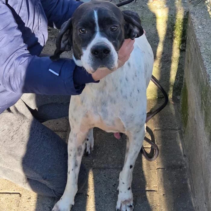 Bacco, Bianco/Nero male Pointer for adoption at Il Rifugio del Cane