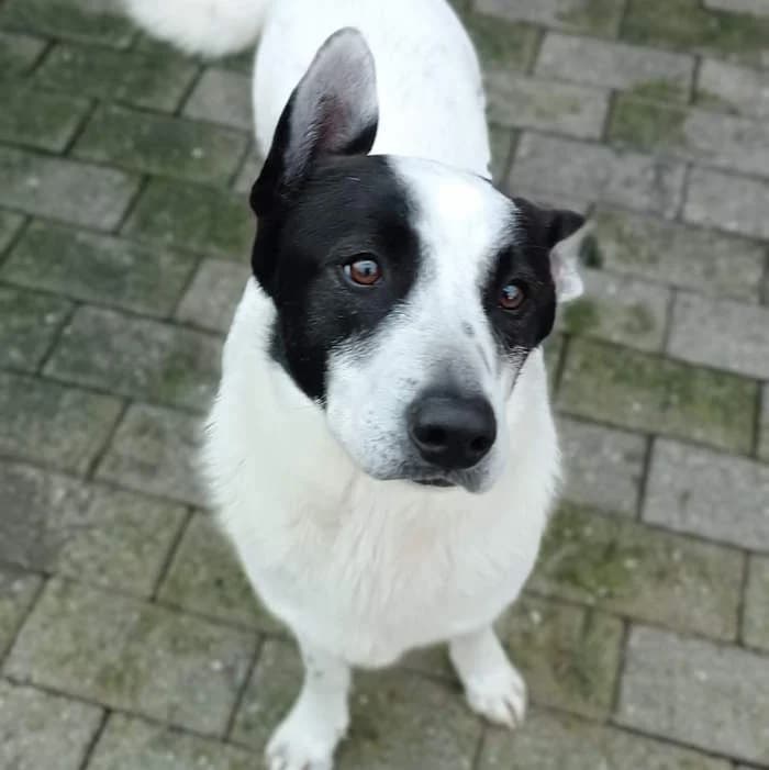 Gas, Bianco/Nero male mixed breed for adoption at Il Rifugio del Cane