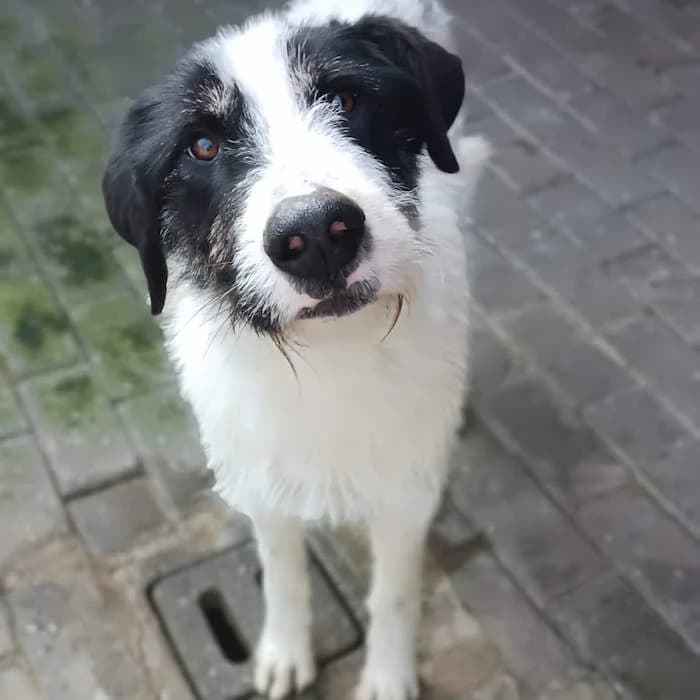 Snoopy, Bianco/Nero male young mixed breed for adoption at Il Rifugio del Cane
