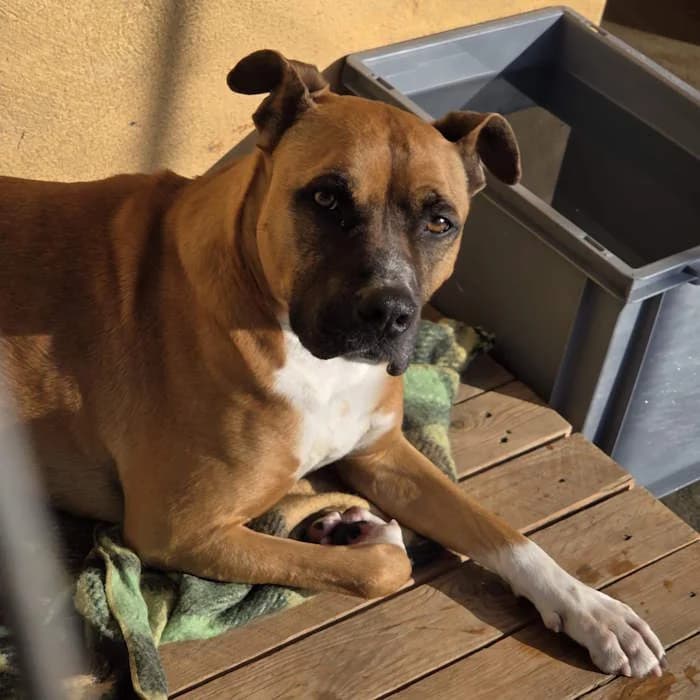 Jordan, Fulvo/Bianco male 4yo mixed breed for adoption at Il Rifugio del Cane