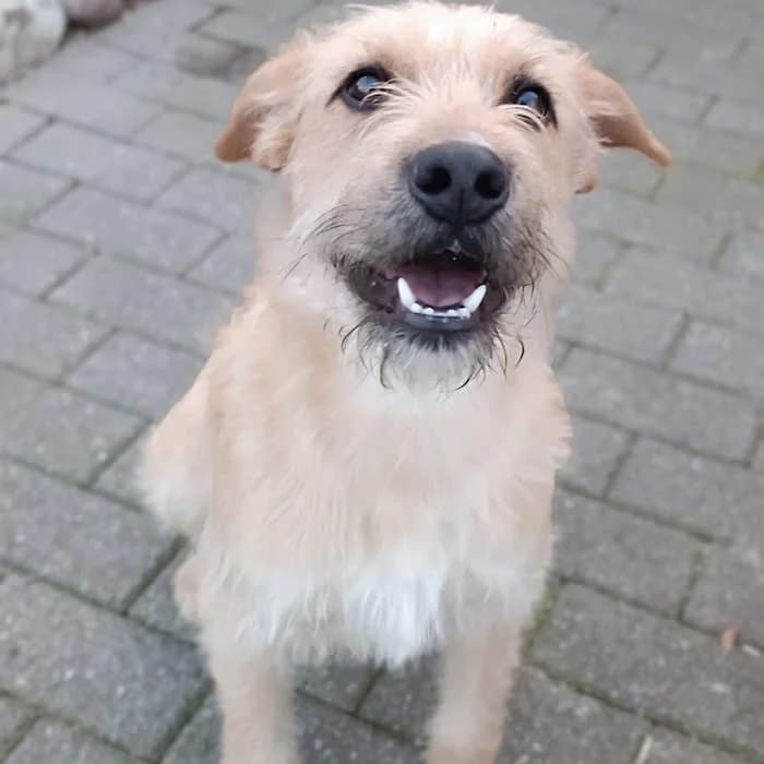 Blum, Fulvo/Chiaro male young mixed breed for adoption at Il Rifugio del Cane