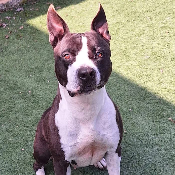 Kira, Nero e Bianco male American Staffordshire Terrier for adoption at Il Rifugio del Cane