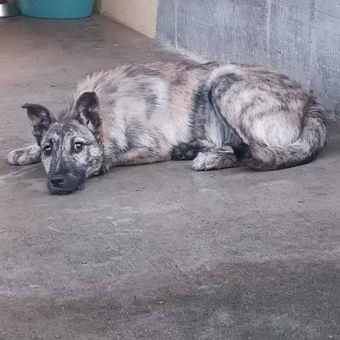 Zar, Tigrato male puppy mixed breed for adoption at Il Rifugio del Cane