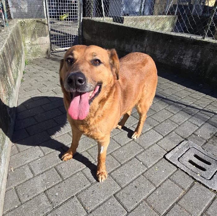 Tea, Fulvo carbonato female 6yo mixed breed for adoption at Il Rifugio del Cane