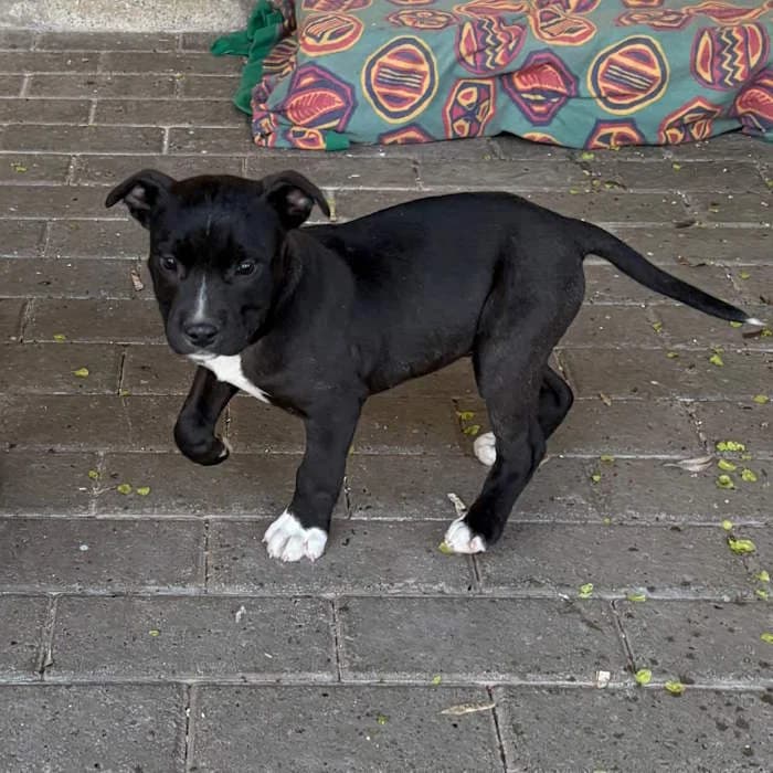 Sprint, Nero/bianco male Pit Bull Terrier for adoption at Il Rifugio del Cane