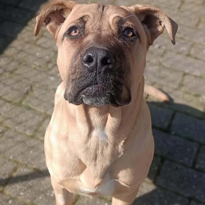 Chia, Beige female Mastiff for adoption at Il Rifugio del Cane