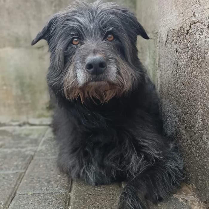 Vera, Nero female senior mixed breed for adoption at Il Rifugio del Cane