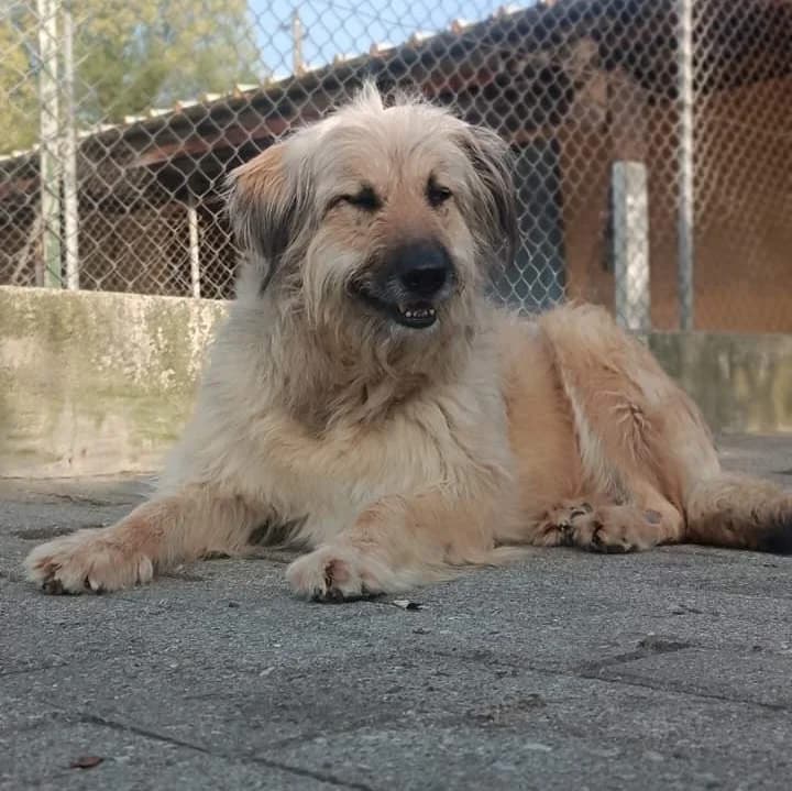 Selene, Biondo Cenere female senior mixed breed for adoption at Il Rifugio del Cane