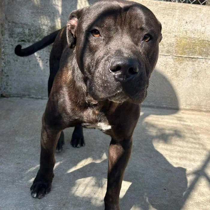 Million, Tigrato male young mixed breed for adoption at Il Rifugio del Cane