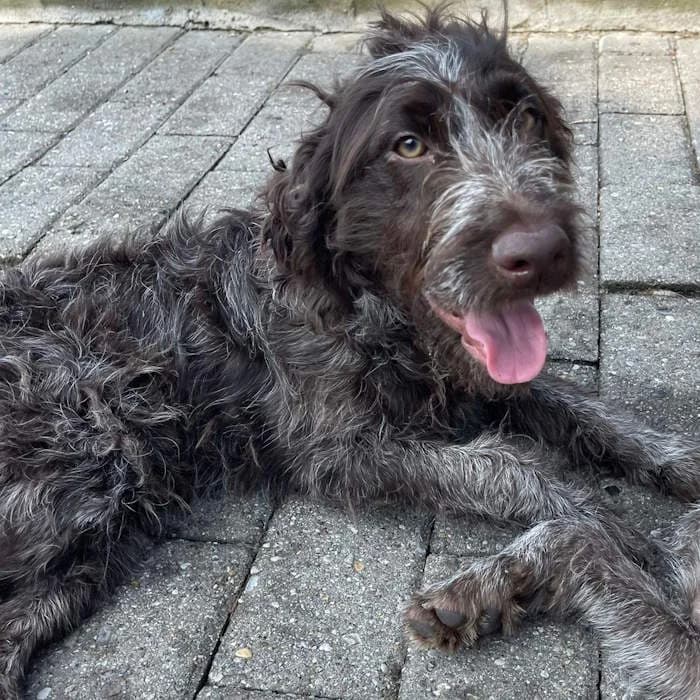 Lucky, Marrone male young mixed breed for adoption at Il Rifugio del Cane