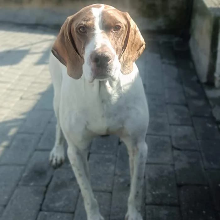 Boris, Bianco con macchie marroni male senior mixed breed for adoption at Il Rifugio del Cane