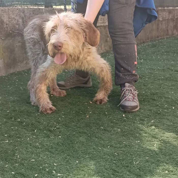 Chiaro, Bianco/Fegato male senior mixed breed for adoption at Il Rifugio del Cane