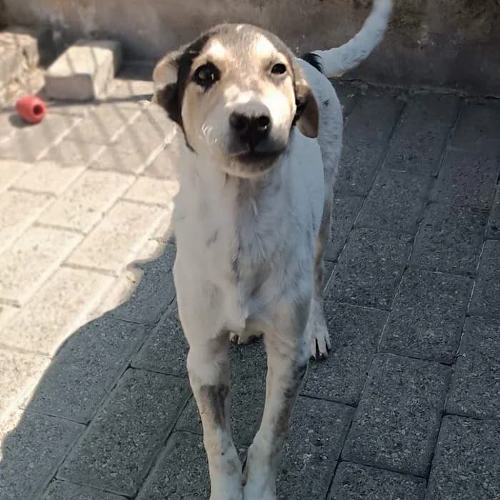 Sasso, Tricolore male mixed breed for adoption at Il Rifugio del Cane
