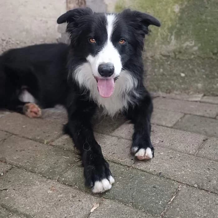 Sonic, Bianco/Nero male young mixed breed for adoption at Il Rifugio del Cane