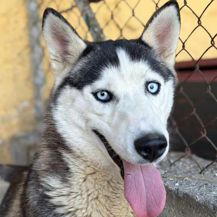 Soia, Grigio argentato e occhi azzurri female young Husky for adoption at Il Rifugio del Cane
